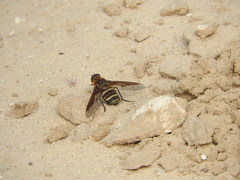 Exoprosopa brevirostris