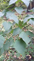 Acer capillipes