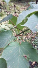 Acer capillipes