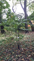 Acer capillipes