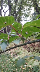 Acer capillipes