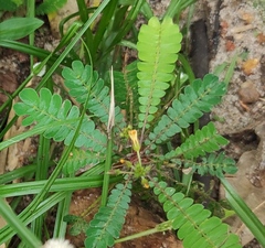 Biophytum sensitivum