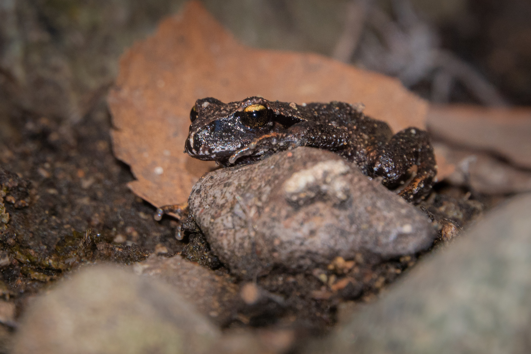 Alsodes cantillanensis Charrier, Correa-Quezada, Castro & Méndez-Torres, 2015