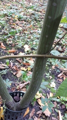 Acer capillipes