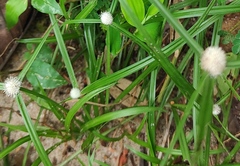 Cyperus mindorensis