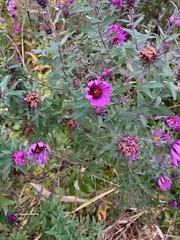 Symphyotrichum novae-angliae