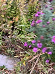 Symphyotrichum novae-angliae