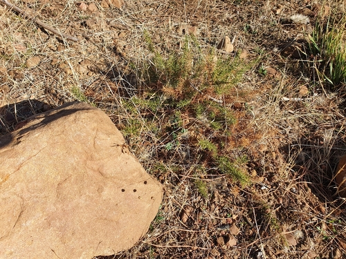 Genista ulicina image