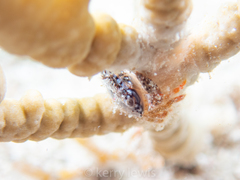 Domecia acanthophora