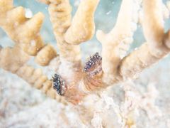 Domecia acanthophora