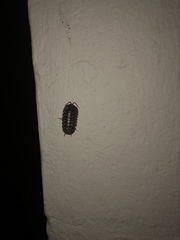 Armadillidium depressum