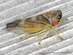 Populicerus formosus