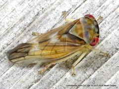 Populicerus formosus