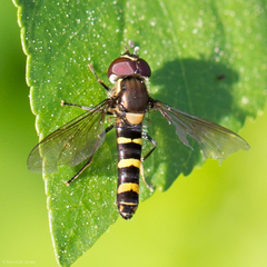 Fazia micrura