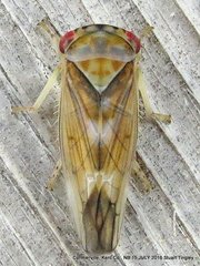 Populicerus formosus