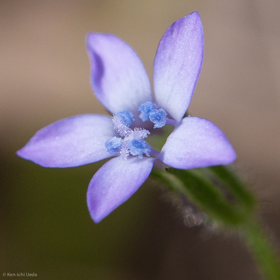 Gilia achilleifolia ssp. multicaulis