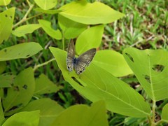 Catochrysops panormus exiguus