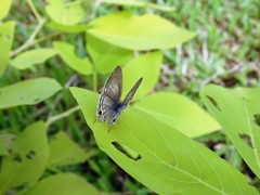 Catochrysops panormus exiguus