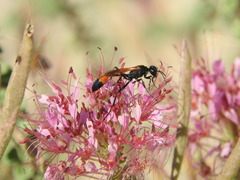 Ammophila placida