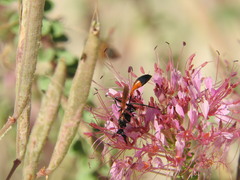 Ammophila placida