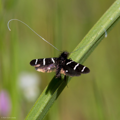 Adela trigrapha