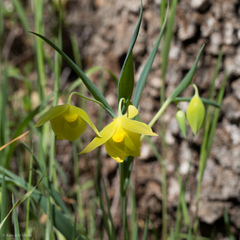 Calochortus pulchellus