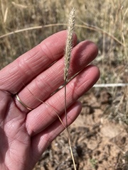Muhlenbergia alopecuroides