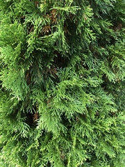 Cupressus × leylandii