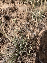 Muhlenbergia alopecuroides