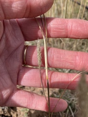 Muhlenbergia alopecuroides