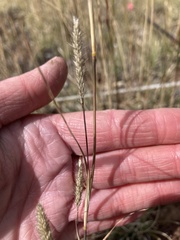 Muhlenbergia alopecuroides