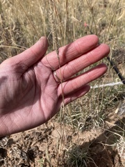 Muhlenbergia alopecuroides
