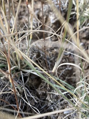 Muhlenbergia alopecuroides