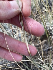 Muhlenbergia alopecuroides