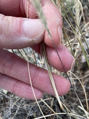 Muhlenbergia alopecuroides