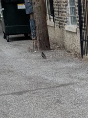 Sturnus vulgaris