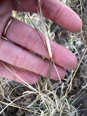 Muhlenbergia alopecuroides