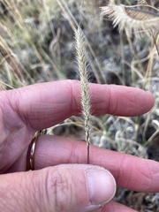 Muhlenbergia alopecuroides