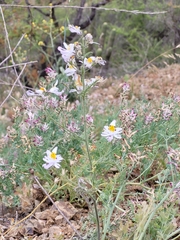 Schizanthus pinnatus