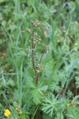 Sanicula bipinnata