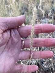 Muhlenbergia alopecuroides