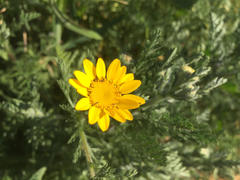 Anacyclus