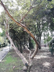 Calycolpus moritzianus