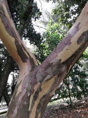 Calycolpus moritzianus