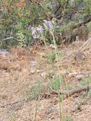 Leucocoryne ixioides