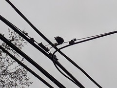 Sturnus vulgaris