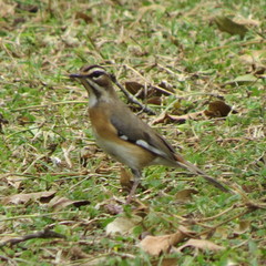 Cercotrichas quadrivirgata