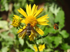 Exoprosopa brevirostris