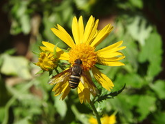 Exoprosopa brevirostris