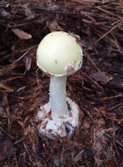 Amanita